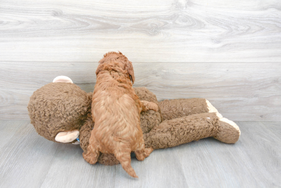 Happy Mini Goldendoodle Baby