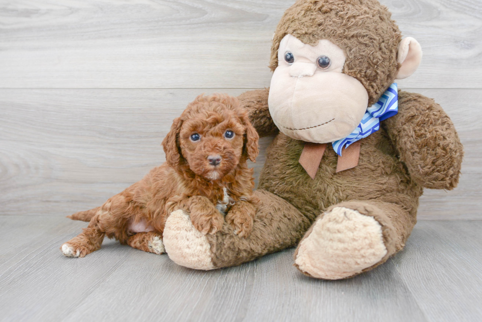 Mini Goldendoodle Puppy for Adoption