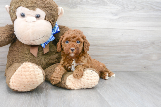 Happy Mini Goldendoodle Baby