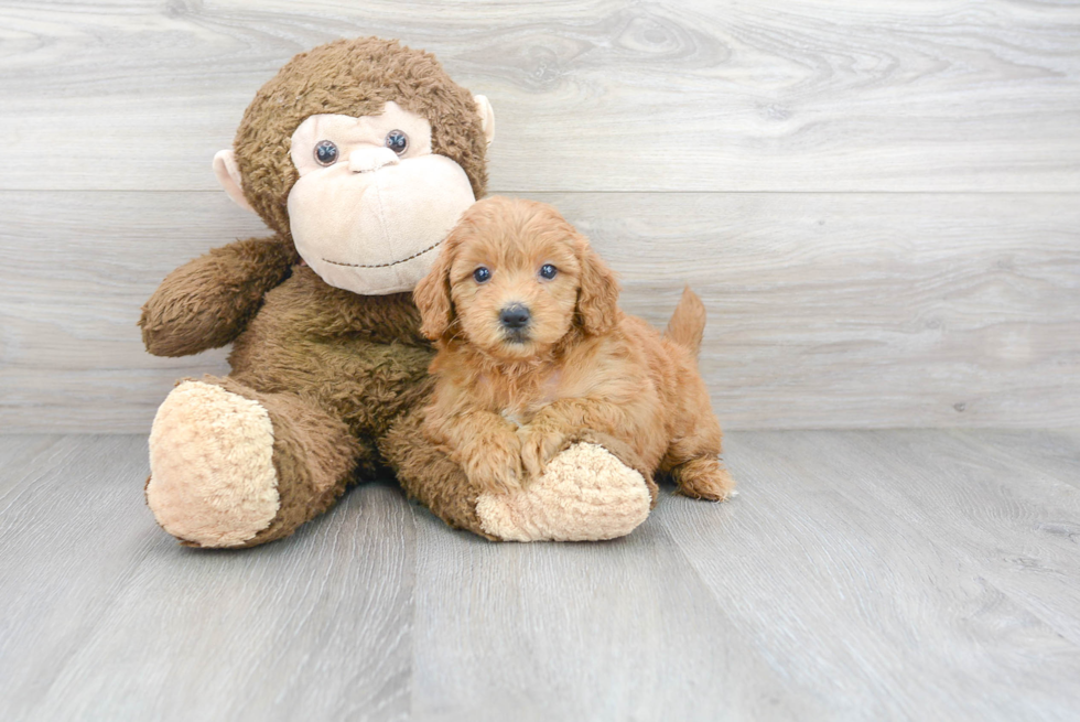 Friendly Mini Goldendoodle Baby