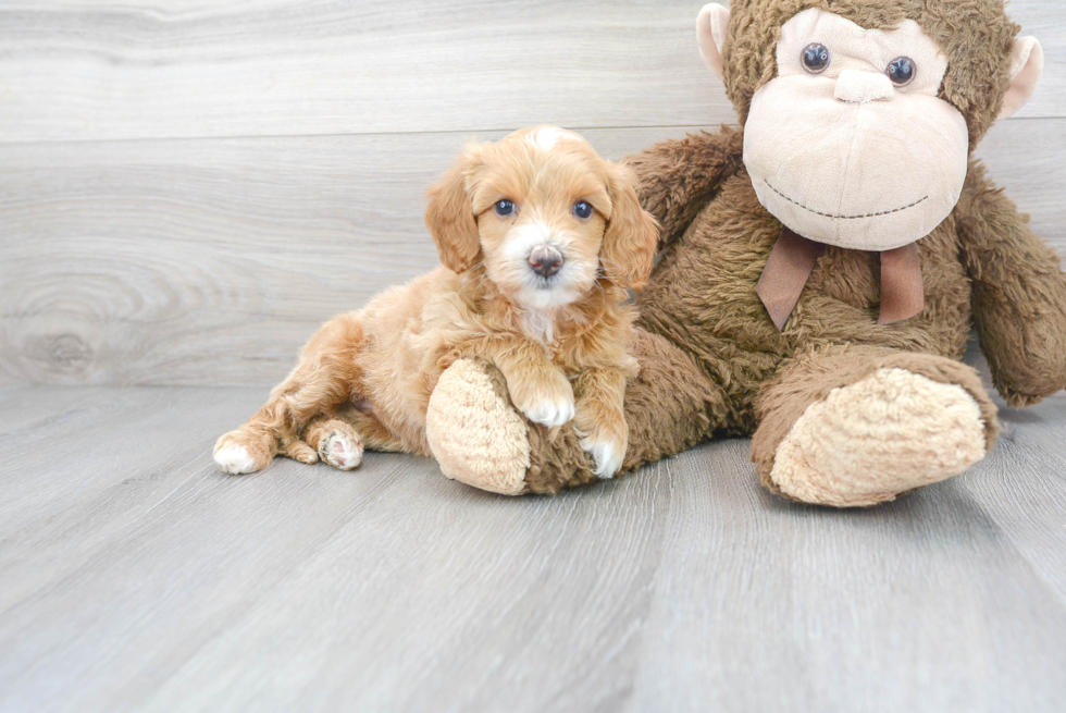 Mini Goldendoodle Puppy for Adoption