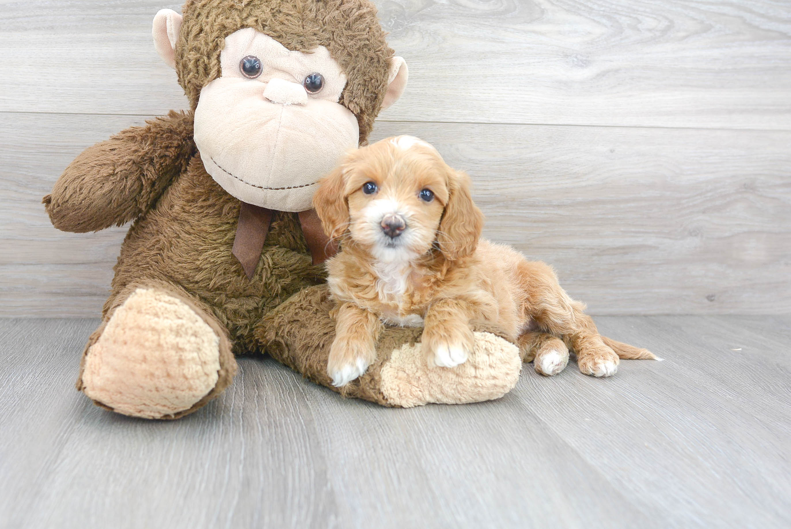 Mini Goldendoodle Puppy for Adoption