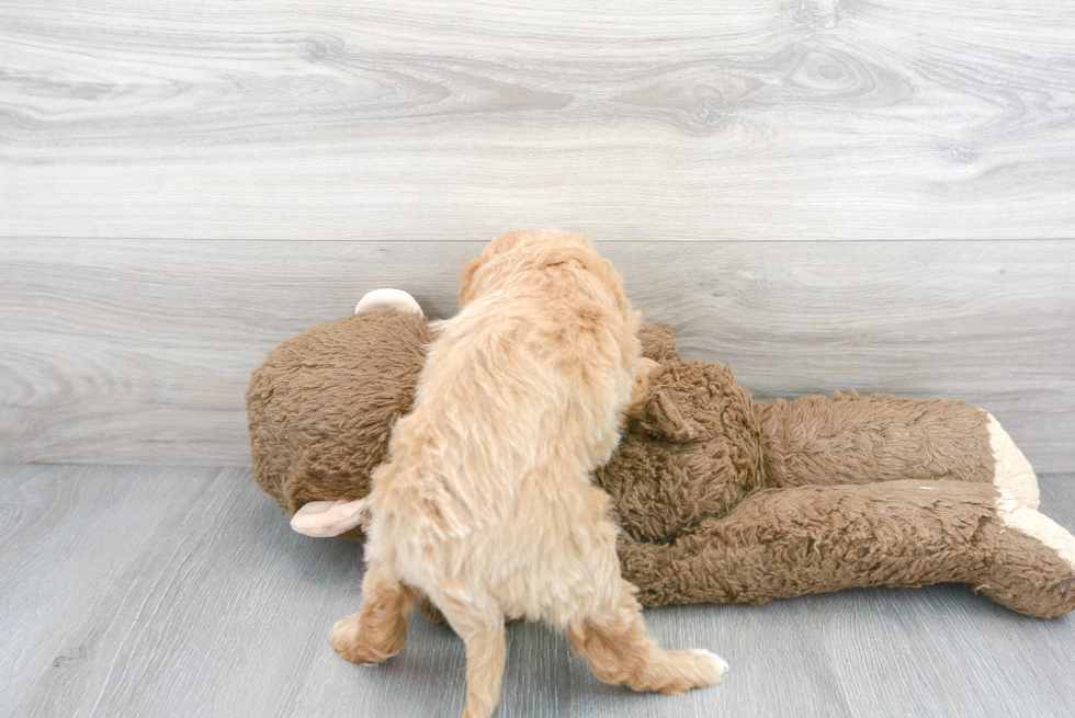 Cute Mini Goldendoodle Poodle Mix Pup