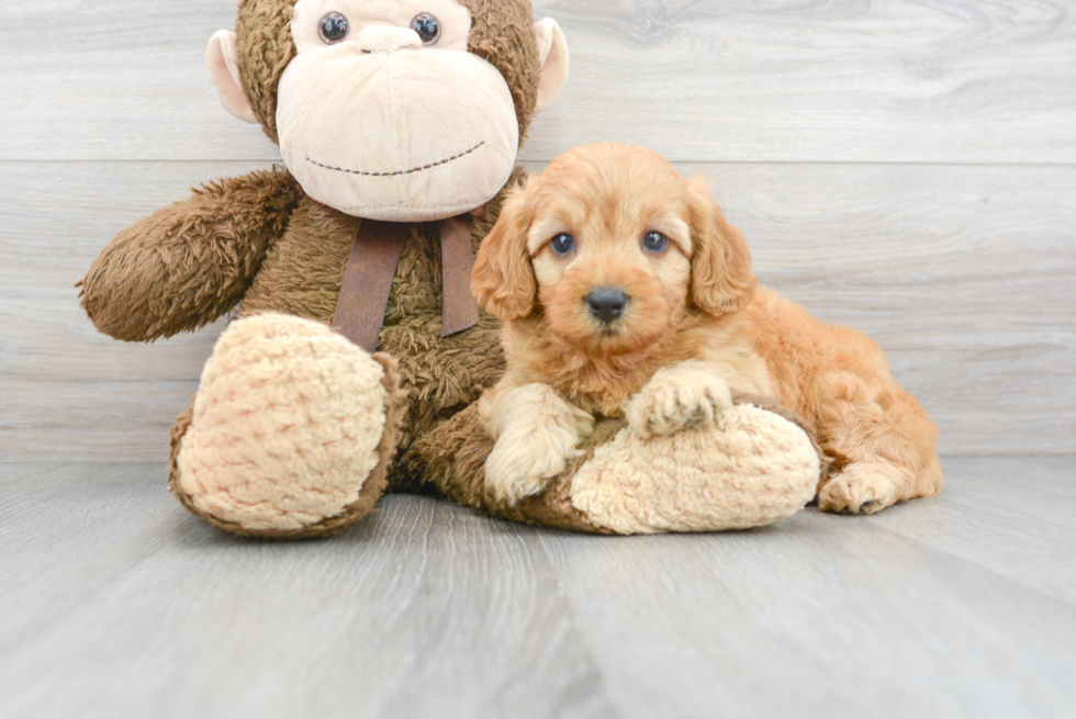 Best Mini Goldendoodle Baby