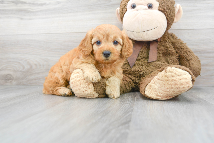 Mini Goldendoodle Pup Being Cute