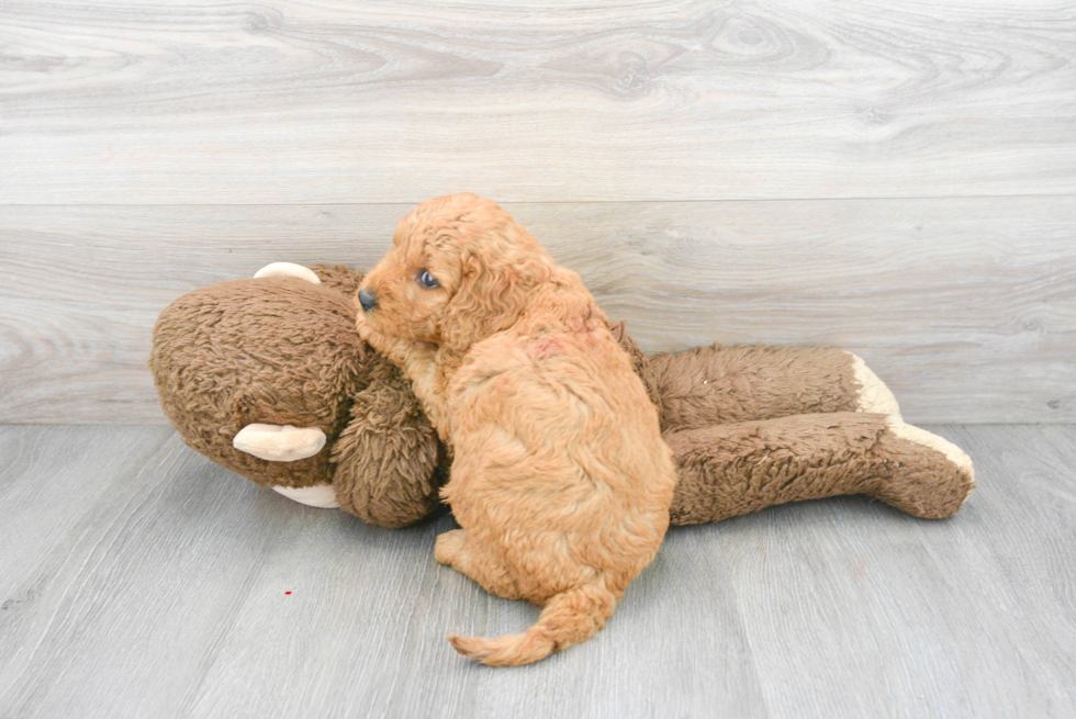 Best Mini Goldendoodle Baby