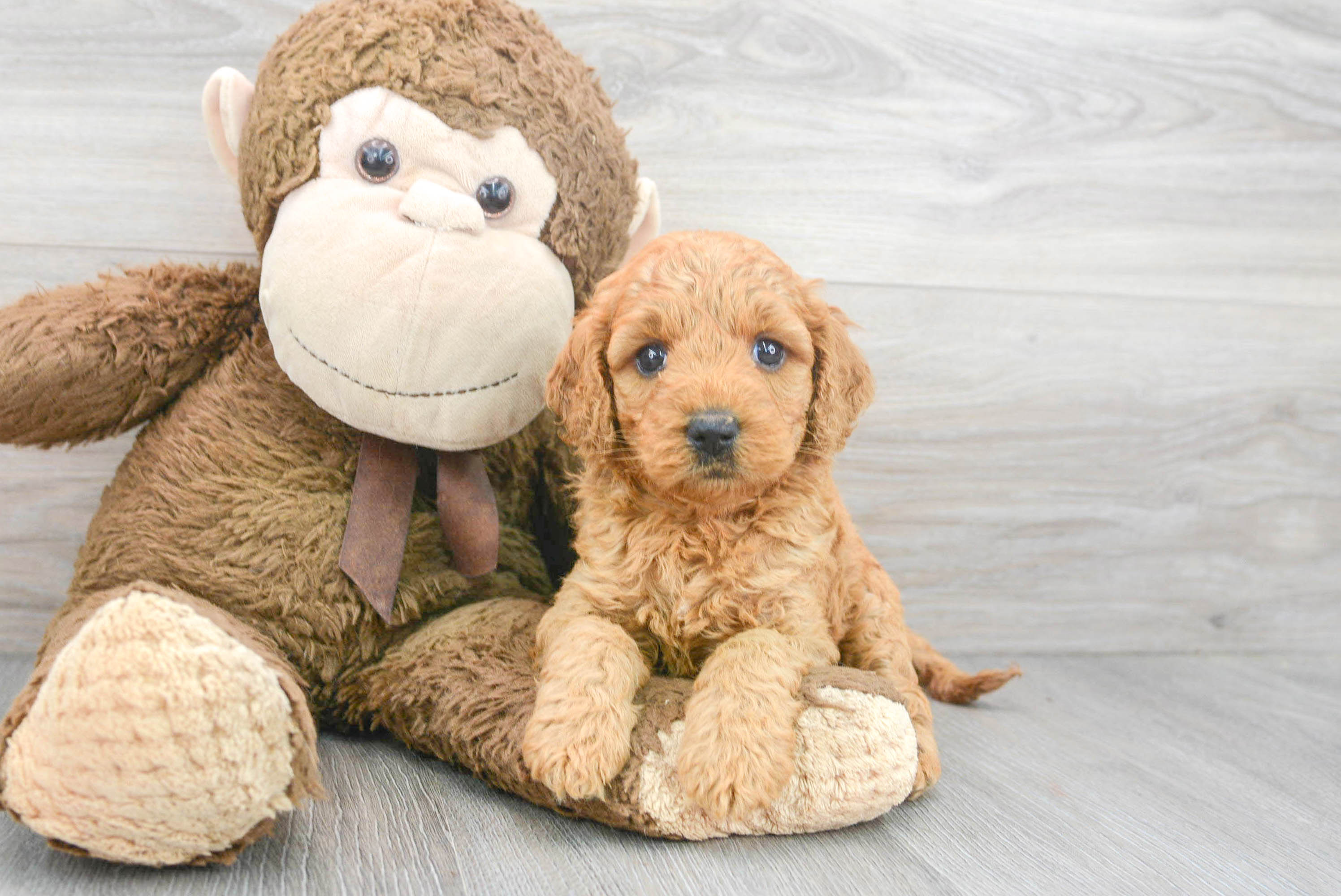 Sweet Mini Goldendoodle Baby
