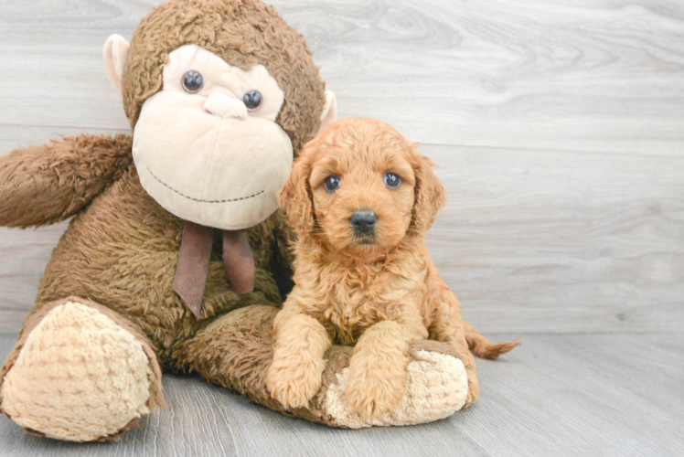 Sweet Mini Goldendoodle Baby