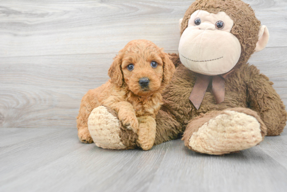 Mini Goldendoodle Puppy for Adoption