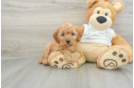 Mini Goldendoodle Puppy for Adoption