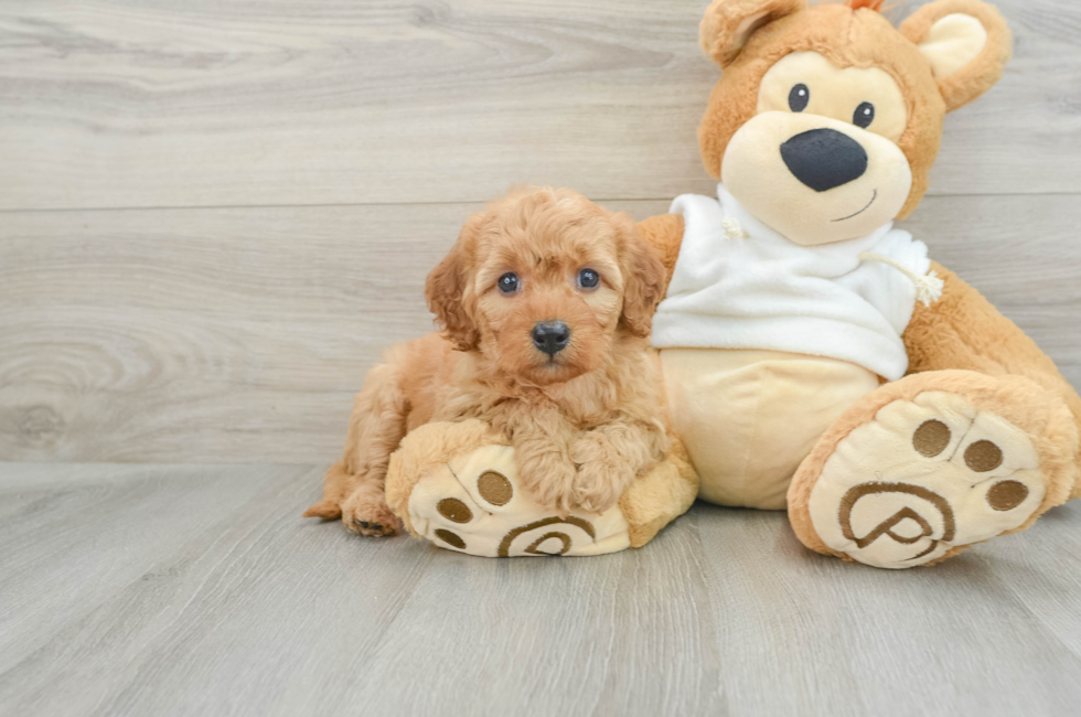 7 week old Mini Goldendoodle Puppy For Sale - Premier Pups