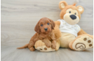 Best Mini Goldendoodle Baby