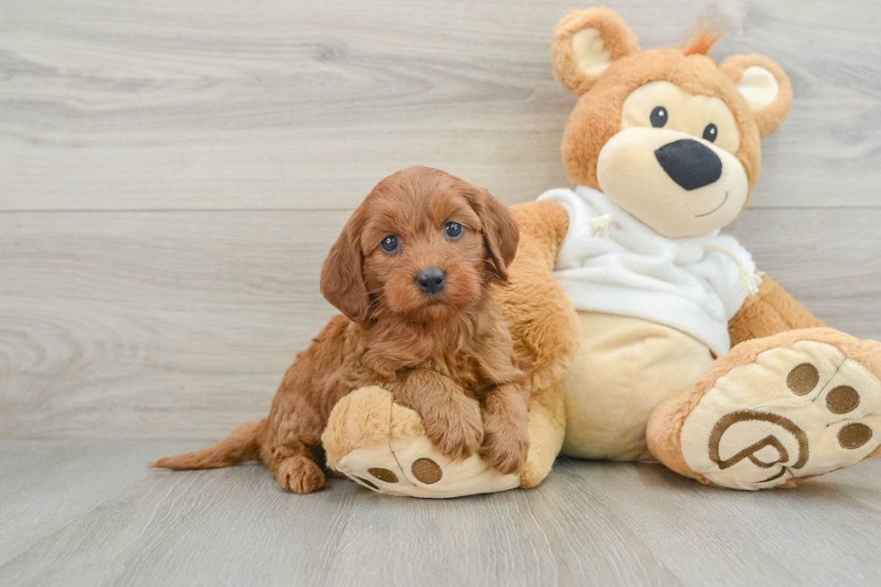 Best Mini Goldendoodle Baby