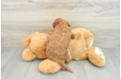 Mini Goldendoodle Puppy for Adoption