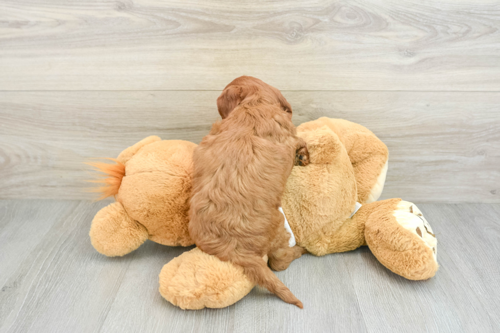 Mini Goldendoodle Puppy for Adoption