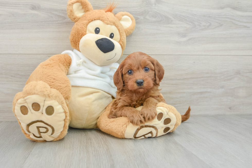 Energetic Golden Doodle Poodle Mix Puppy