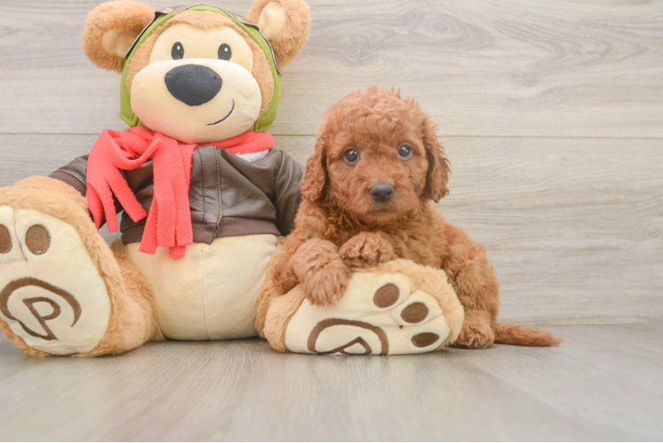 Small Mini Goldendoodle Baby