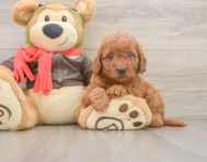 7 week old Mini Goldendoodle Puppy For Sale - Premier Pups
