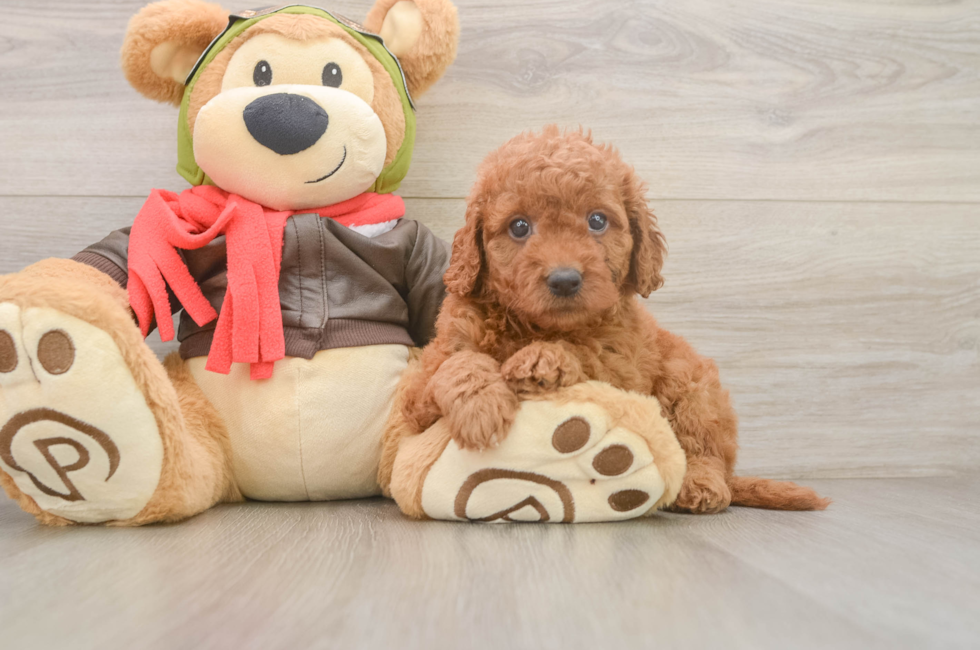 5 week old Mini Goldendoodle Puppy For Sale - Premier Pups