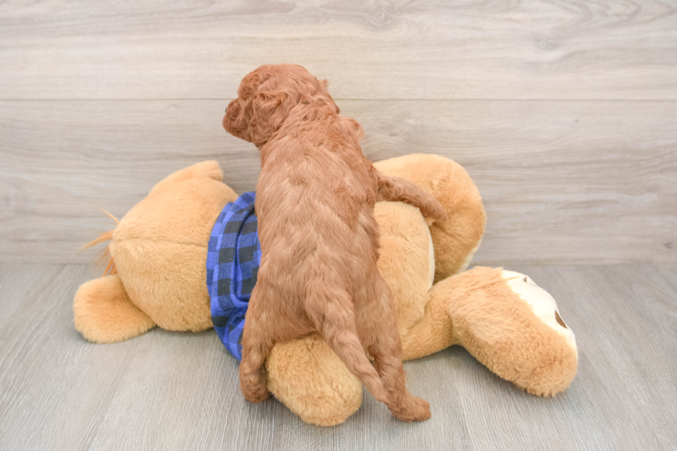 Mini Goldendoodle Pup Being Cute