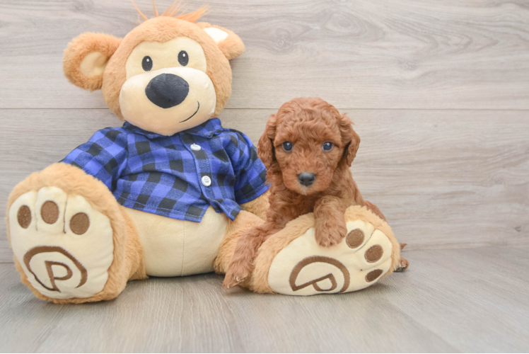 Adorable Golden Retriever Poodle Mix Poodle Mix Puppy