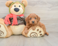 7 week old Mini Goldendoodle Puppy For Sale - Premier Pups