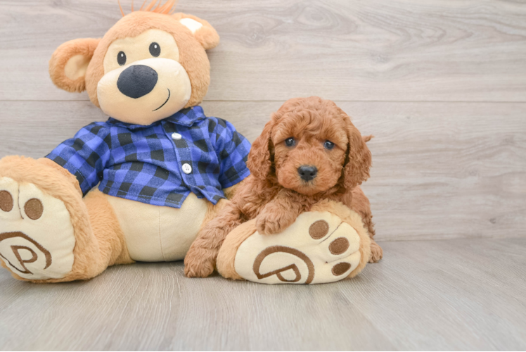 Mini Goldendoodle Pup Being Cute