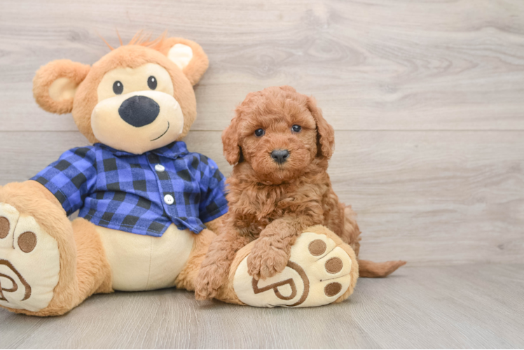 Adorable Golden Retriever Poodle Mix Poodle Mix Puppy