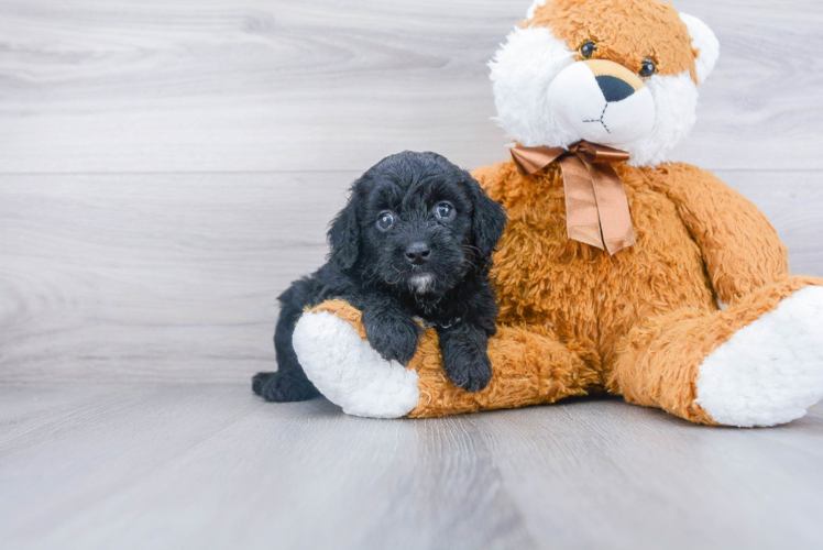 Fluffy Mini Goldendoodle Poodle Mix Pup