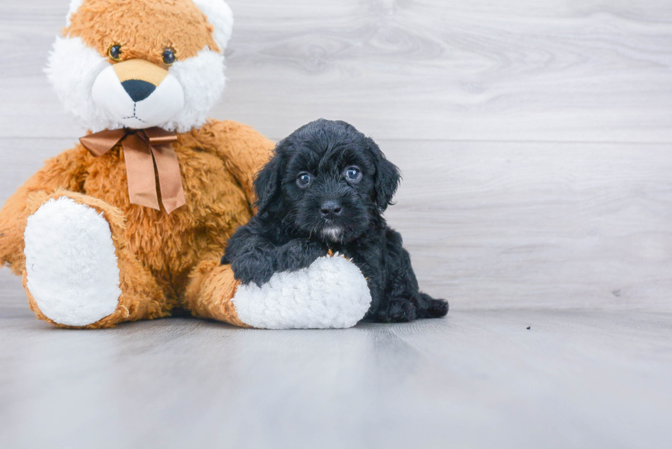 Happy Mini Goldendoodle Baby