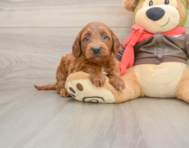 7 week old Mini Goldendoodle Puppy For Sale - Premier Pups