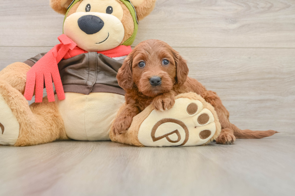 Best Mini Goldendoodle Baby