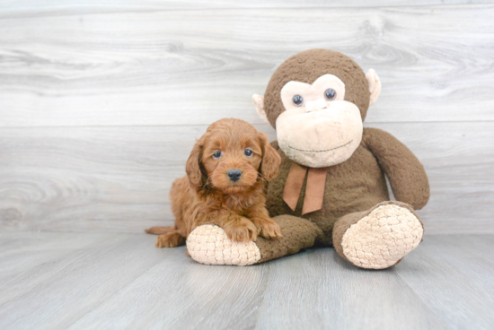 Sweet Mini Goldendoodle Baby