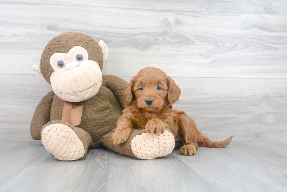 Best Mini Goldendoodle Baby