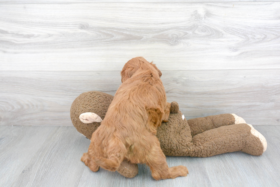 Small Mini Goldendoodle Baby