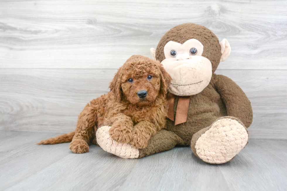 Adorable Golden Retriever Poodle Mix Puppy