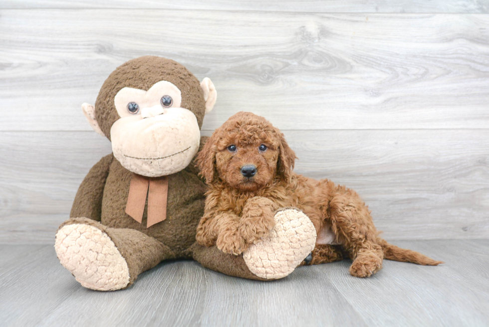 Smart Mini Goldendoodle Poodle Mix Pup