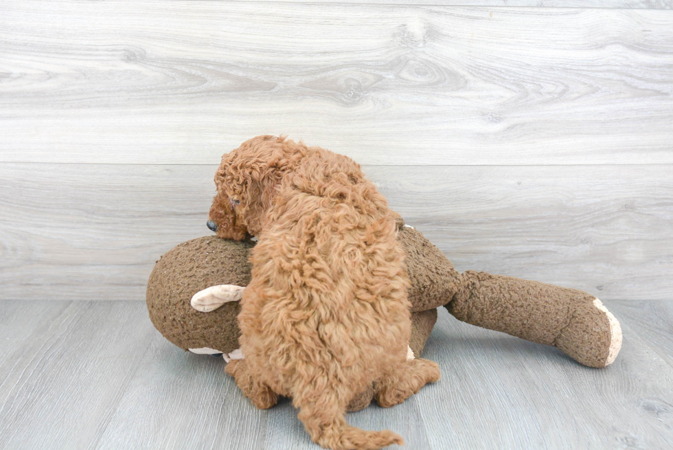 Friendly Mini Goldendoodle Baby