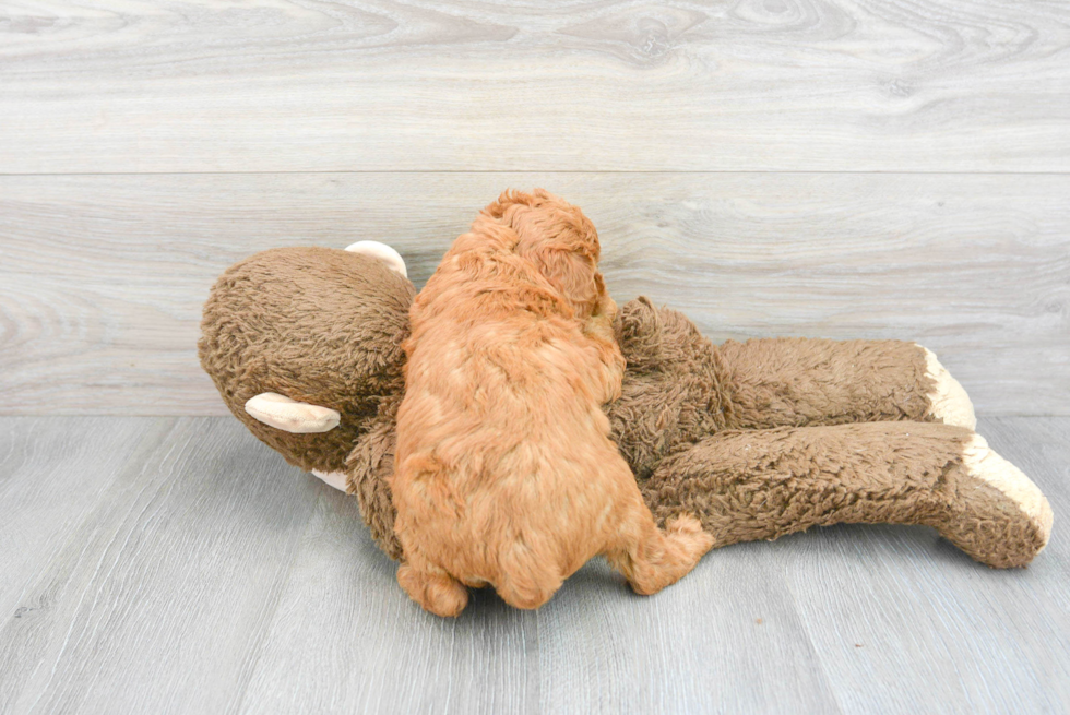 Friendly Mini Goldendoodle Baby