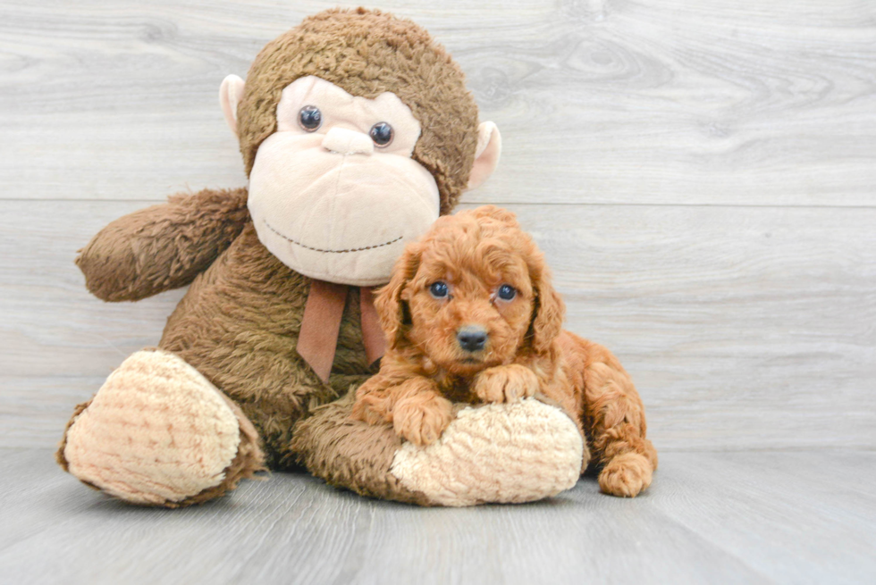 Friendly Mini Goldendoodle Baby