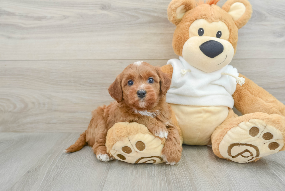 Best Mini Goldendoodle Baby