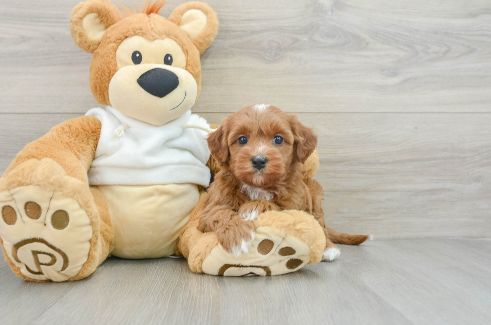 7 week old Mini Goldendoodle Puppy For Sale - Premier Pups