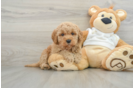 Best Mini Goldendoodle Baby