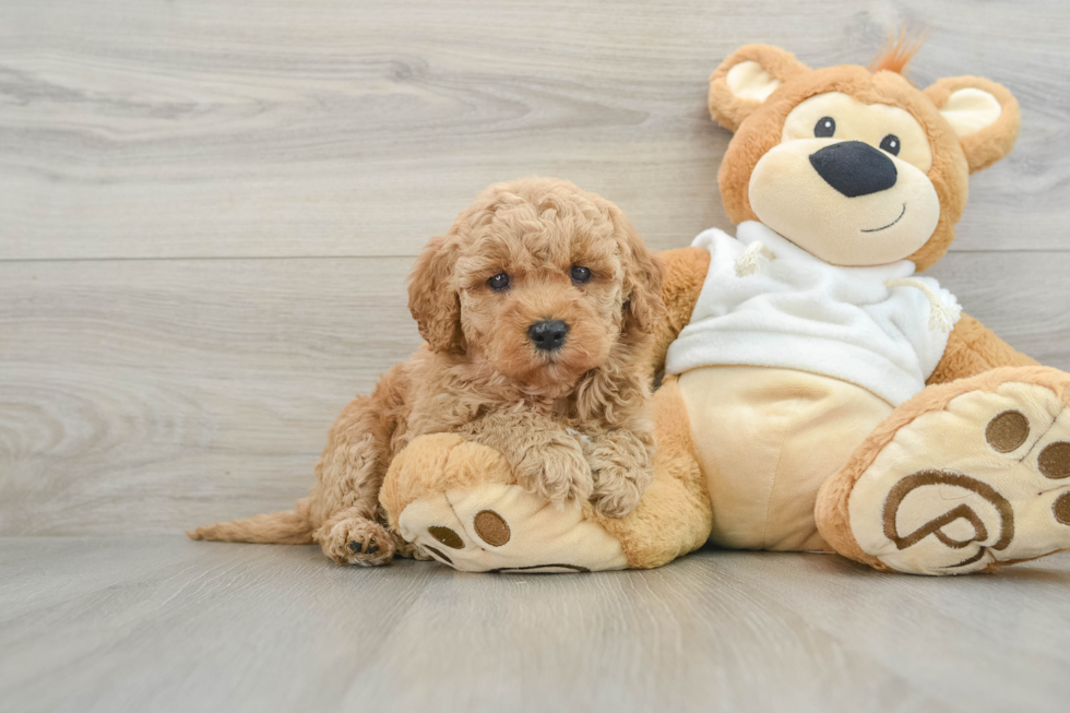 Best Mini Goldendoodle Baby