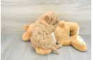 Sweet Mini Goldendoodle Baby