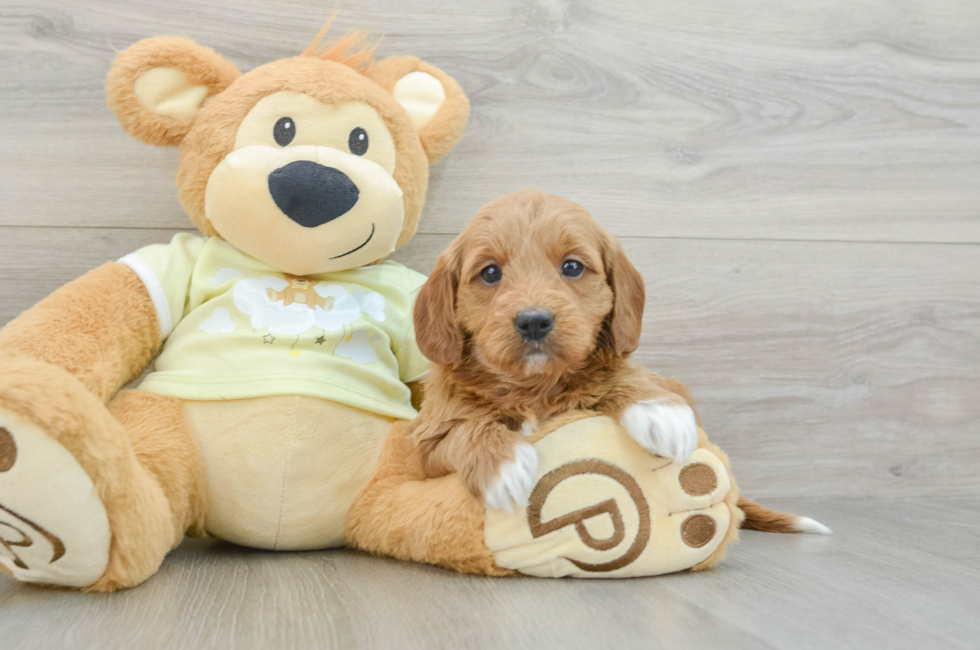 6 week old Mini Goldendoodle Puppy For Sale - Premier Pups