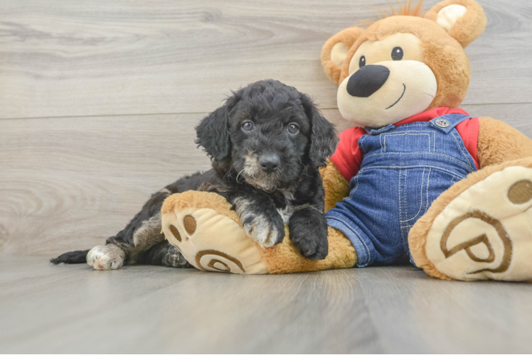 Mini Goldendoodle Pup Being Cute