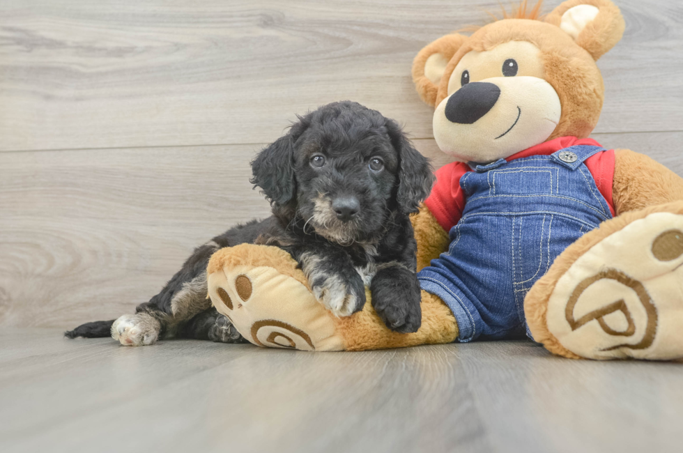 6 week old Mini Goldendoodle Puppy For Sale - Premier Pups
