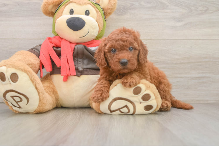 Mini Goldendoodle Puppy for Adoption