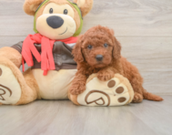 7 week old Mini Goldendoodle Puppy For Sale - Premier Pups